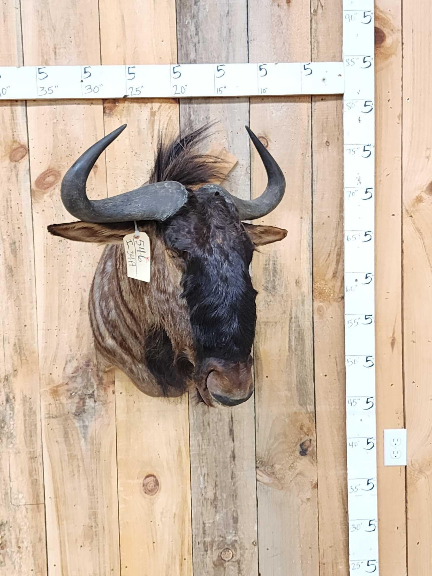 African Blue Wildebeest Shoulder Mount Taxidermy: 54.6 Nice mount great Taxidermy Artwork by Joe Meder Solon Iowa