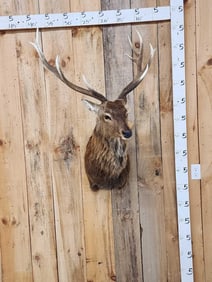 Sika Deer Shoulder Mount Taxidermy