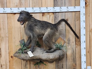 African Chakma Baboon Full Body Taxidermy Mount
