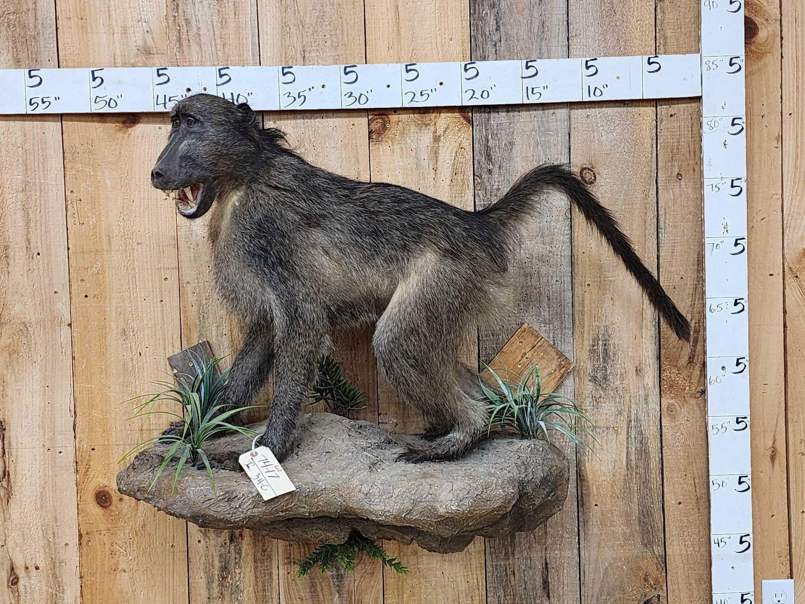 African Chakma Baboon Full Body Taxidermy Mount: 74.17 Nicely done mount aggressive pose on light weight artificial rock hanging base