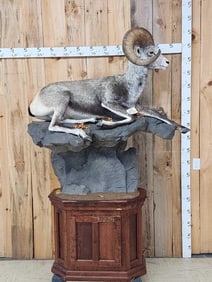 Giant Stone Sheep Full Body Taxidermy Mount