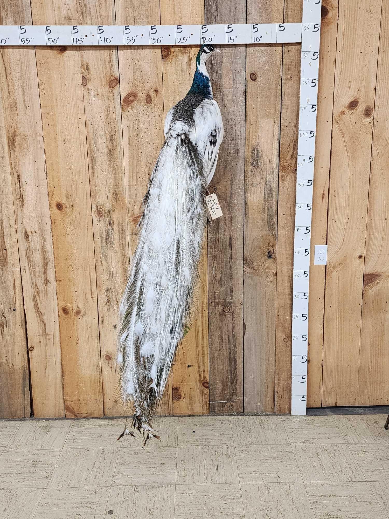 Gorgeous Indian Pied Peacock Full Body Bird Taxidermy: 1.37 Brand new mount Awesome colors cleverly crafted magnetic detachable tail feathers for easy shipping or transport the tail feathers or train os about 56" long overall dimensions about 76" tall x 1
