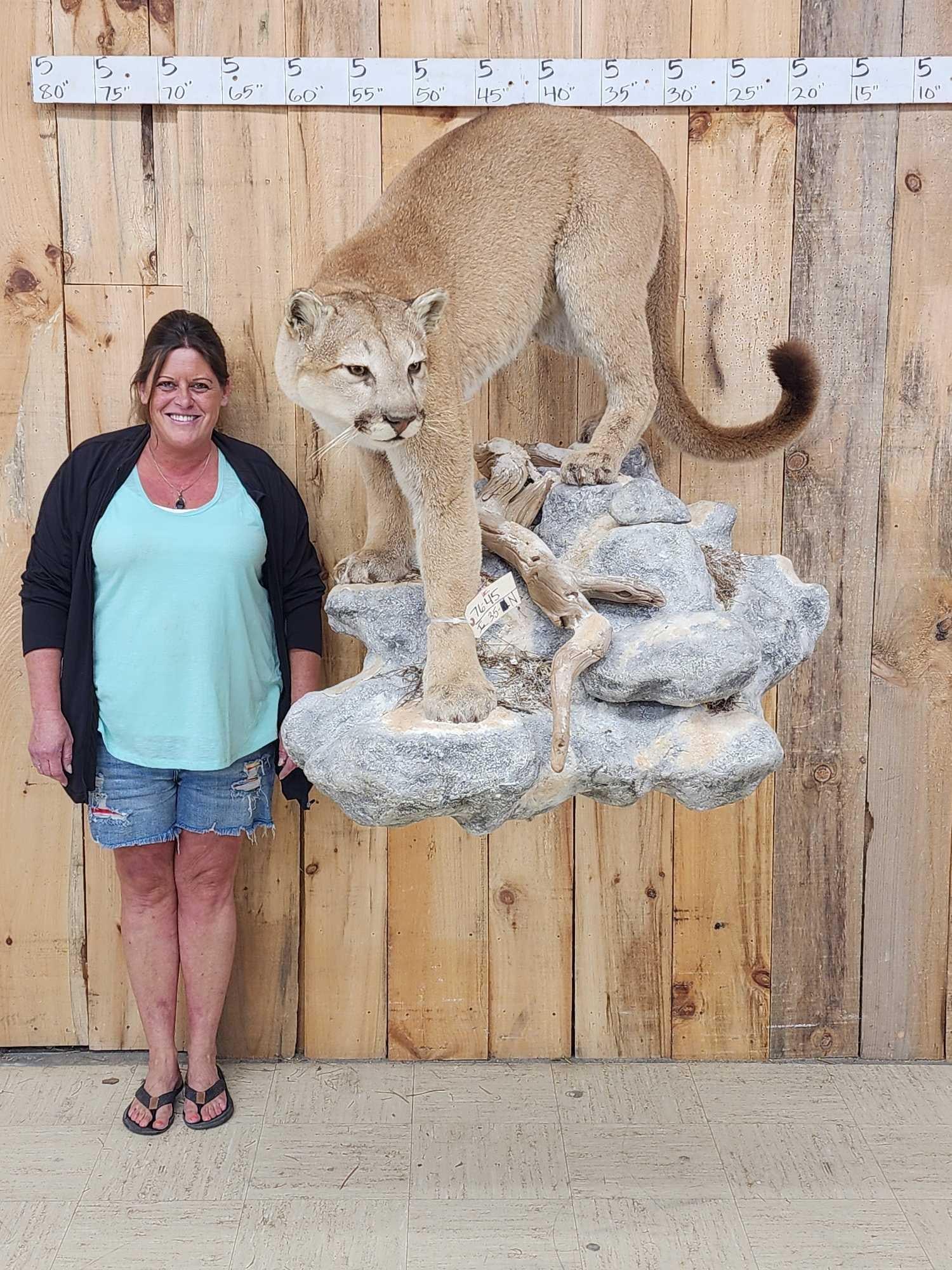 Beautiful Mountain Lion Cougar Full Body Taxidermy Mount: 76.45 One of the better cats you will find big bushy tail great facial features awesome color on a light weight artificial rock base that will mount to a 90 degree shelf .The cat comes right off the b