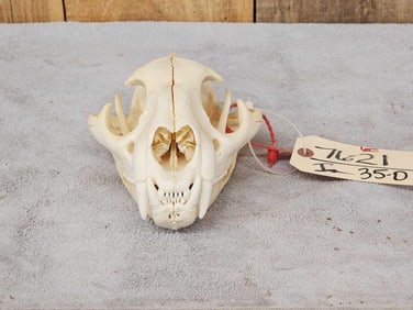 Mountain Lion Cougar Skull Taxidermy