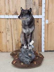 Big Alaskan Wolf Full Body Taxidermy Mount