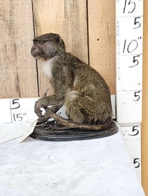 African Allen's Swamp Monkey