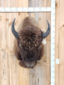American Bison Buffalo Shoulder Mount Taxidermy