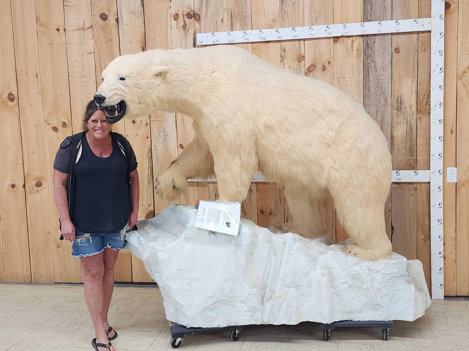 Spectacular Polar Bear Full Body Taxidermy Mount: 60.5 Harvested in 1968 near Teller AlaskaThis piece resided in the SCI Museum in Tucson Arizona until it's closing in 2023 this mount is in excellent condition for its age he measures about 95" fr