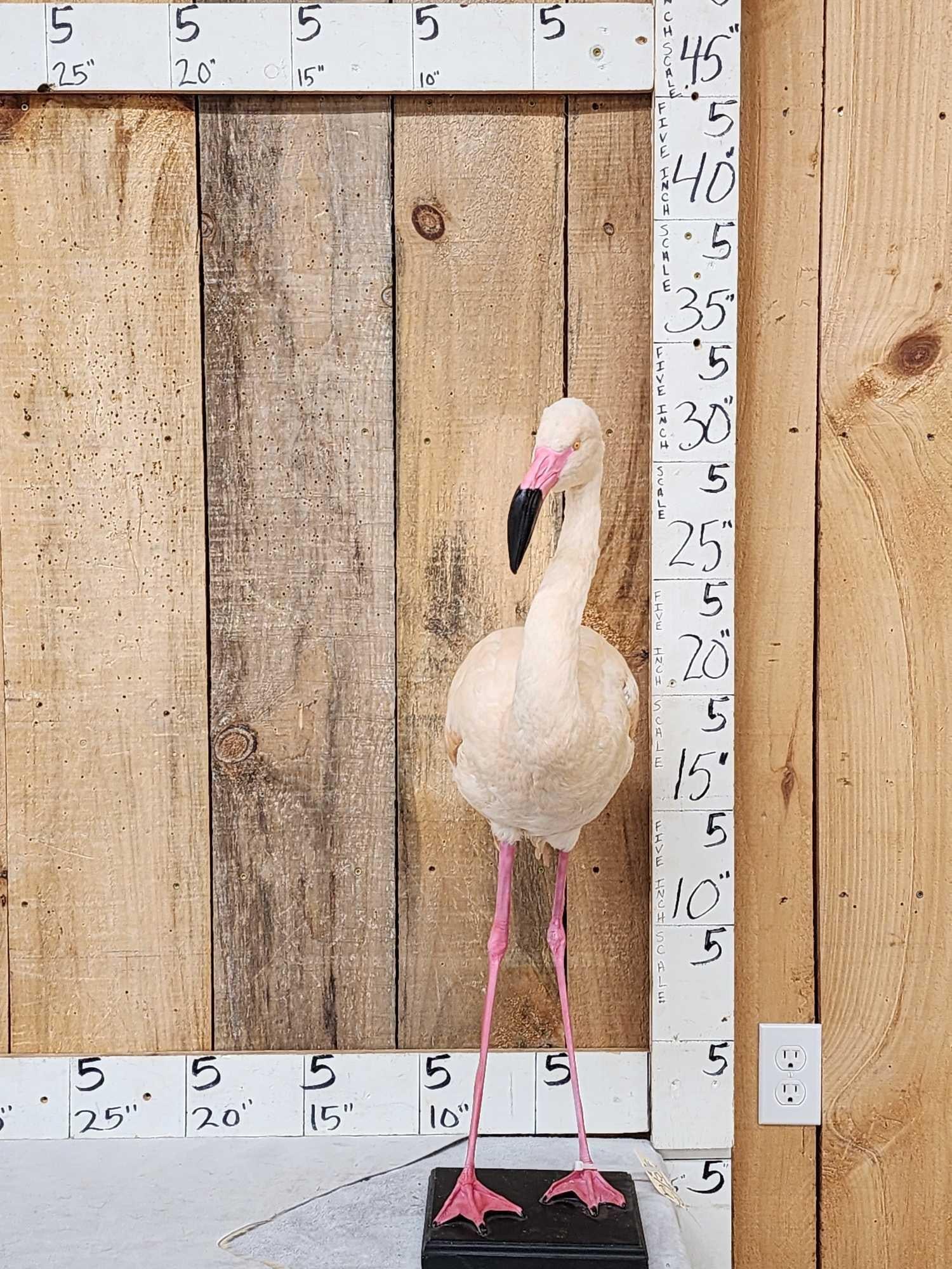 Chilean Flamingo Full Body Bird Taxidermy: 45.6 VERY hard to find mount awesome colors recently mounted