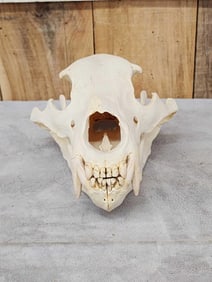Russian Brown Bear Skull Taxidermy