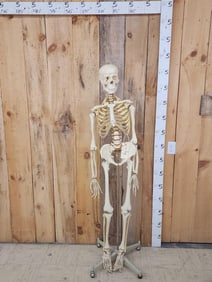 Medical Grade Reproduction Articulated Human Skelton