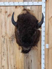 XL American Bison Buffalo Shoulder Mount Taxidermy