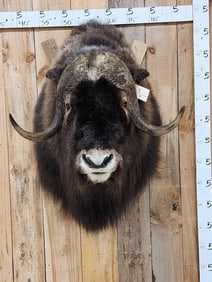 Spectacular Muskox Shoulder Mount Taxidermy
