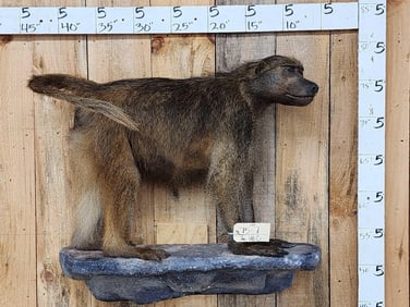 African Chakma Baboon Full Body Taxidermy Mount