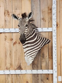 Gorgeous Zebra Wall Pedestal Taxidermy Mount