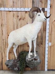 Spectacular Alaskan Dall Sheep Full Body Taxidermy Mount