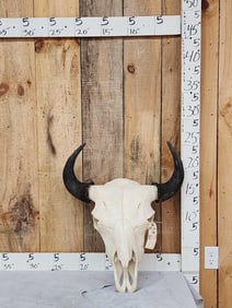 American Bison Buffalo Skull Taxidermy