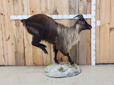 Himalayan Tahr Full Body Taxidermy Mount