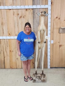 Rare Kangaroo Full Body Taxidermy Mount