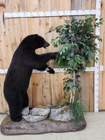 Black Bear Raiding A Bee Hive Full Body Taxidermy Mount