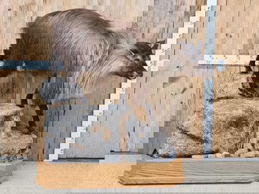 Himalayan Tahr Full Body Taxidermy Mount