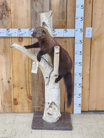 Fisher Cat In A Tree Full Body Taxidermy Mount