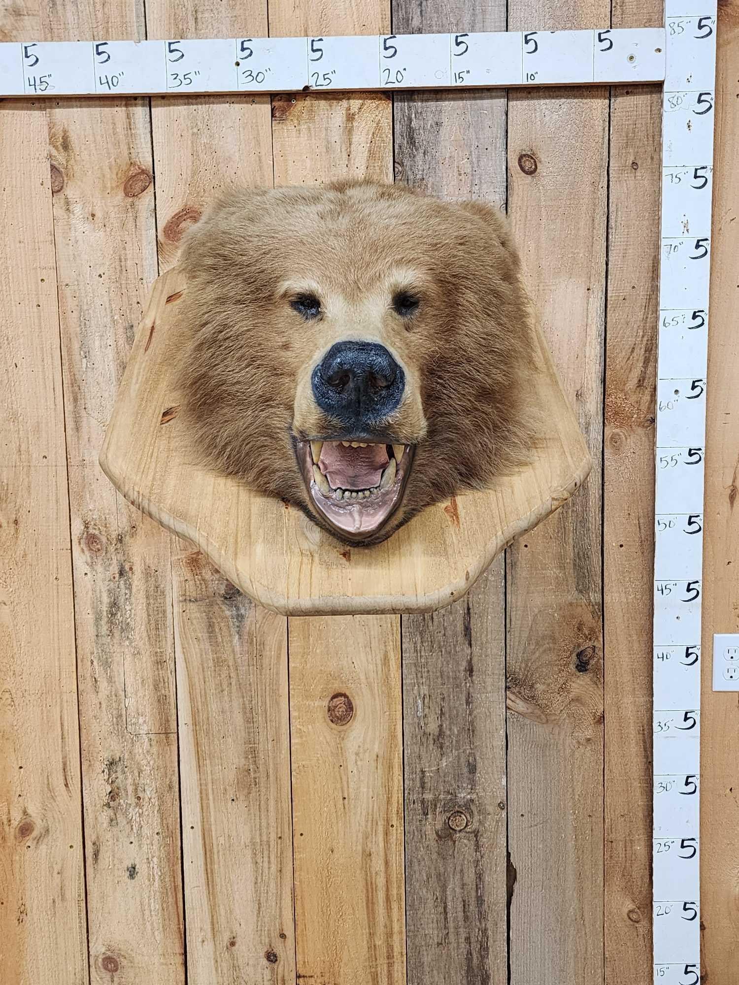 Big Alaskan Brown Bear Wall Pedestal Taxidermy Mount: 1.13 Unusual mount BIG head about 19" wide