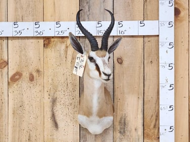 African Springbok Shoulder Mount Taxidermy