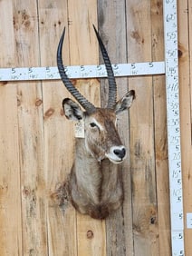African Waterbuck Shoulder Mount Taxidermy