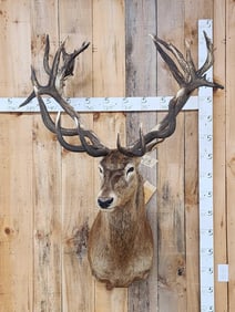 Huge Red Stag Shoulder Mount Taxidermy