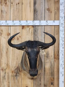 African Blue Wildebeest Shoulder Mount Taxidermy