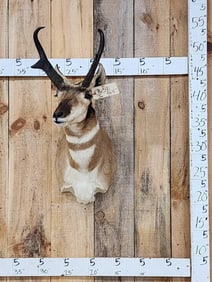 Pronghorn Antelope Shoulder Mount Taxidermy