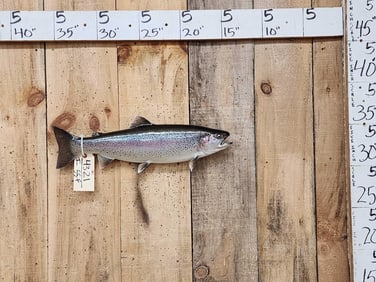 21" Rainbow Trout Real Skin Fish Taxidermy