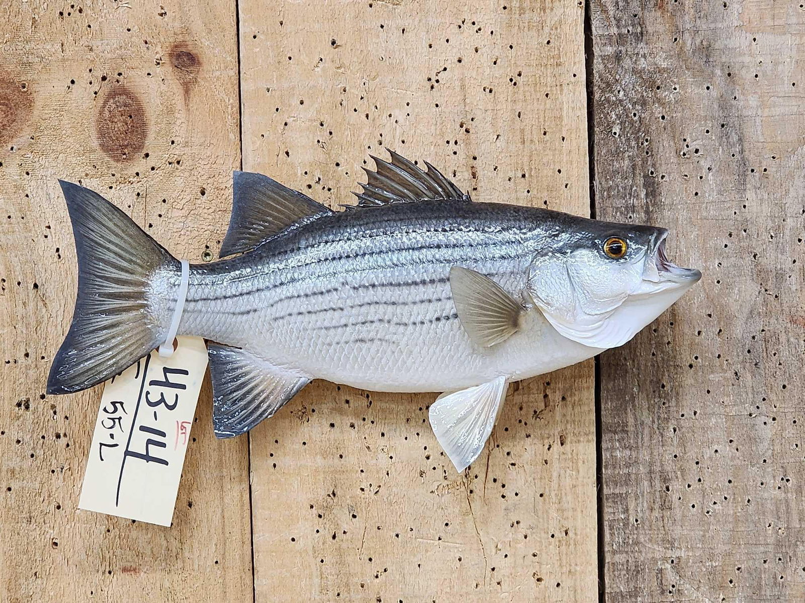 15" Striped Bass Real Skin Fish Taxidermy: 43.14 Nicely done mount great paint artwork