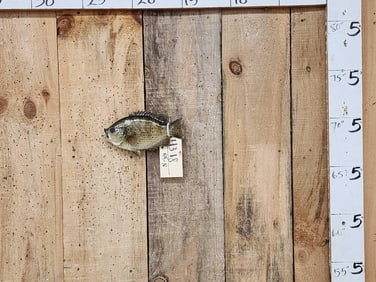 9" Rock Bass Real Skin Fish Taxidermy