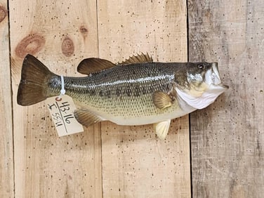 18" Largemouth Bass Real Skin Fish Taxidermy