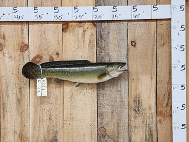 27" Bowfin AKA Dogfish Real Skin Fish Taxidermy