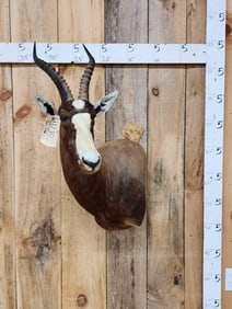 African Blesbok Shoulder Mount Taxidermy