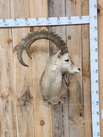 Alpine Or Siberian Ibex Shoulder Mount Taxidermy