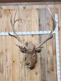 Vintage 6x6 Elk Shoulder Mount Taxidermy