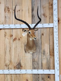 Trophy Class African Impala Shoulder Mount Taxidermy