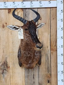 African Tsessebe Shoulder Mount Taxidermy