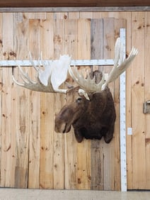 GIANT Alaskan Moose Shoulder Mount Taxidermy