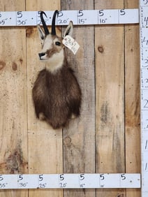 Alpine Chamois Shoulder Mount Taxidermy