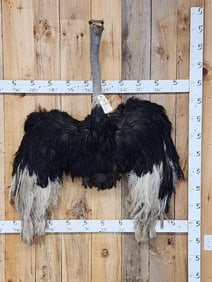 African Ostrich Shoulder Mount Bird Taxidermy