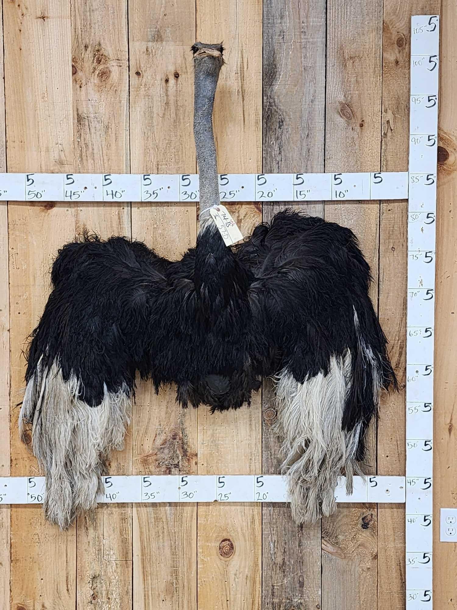 African Ostrich Shoulder Mount Bird Taxidermy: 74.18 Hard to find mount great Oddities Curiosity piece