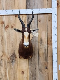 African Blesbok Shoulder Mount Taxidermy