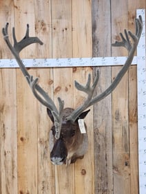 Extra Nice Caribou Shoulder Mount Taxidermy