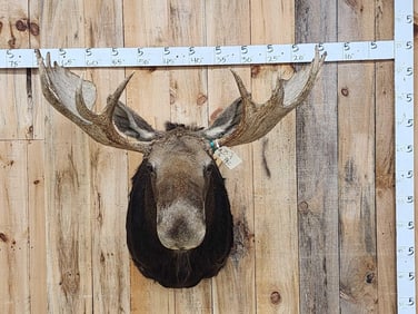 46" Wide Moose Shoulder Mount Taxidermy