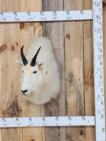 Mountain Goat Shoulder Mount Taxidermy